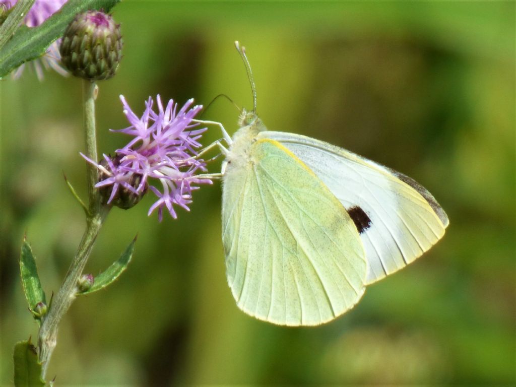 Pieris brassicae